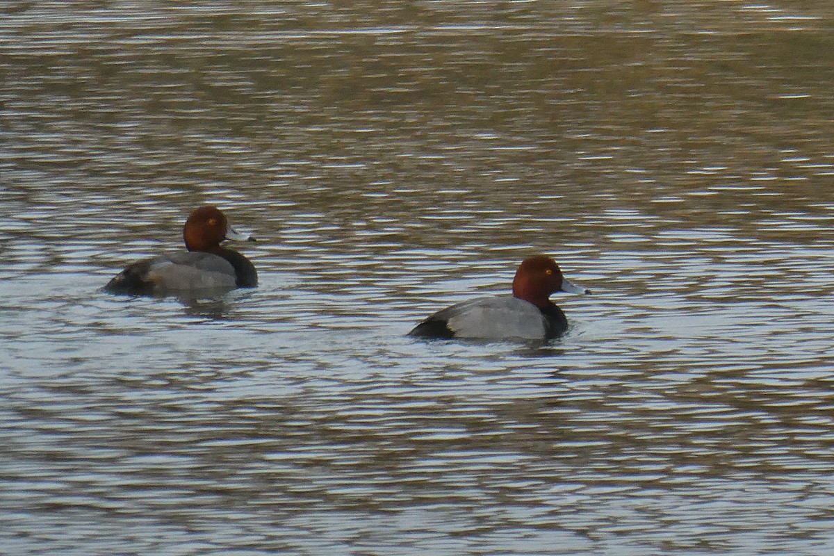 Porrón Americano - ML646061536