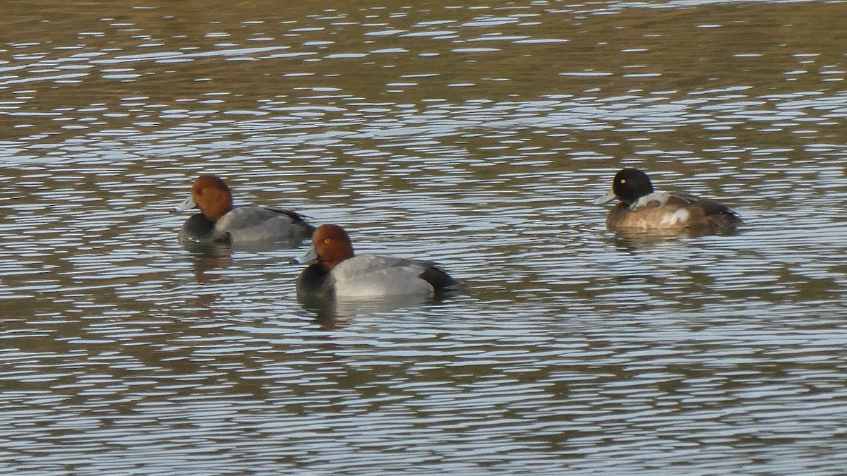 Porrón Americano - ML646061537