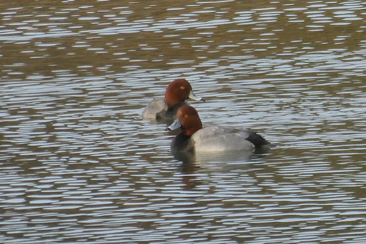 Porrón Americano - ML646061538