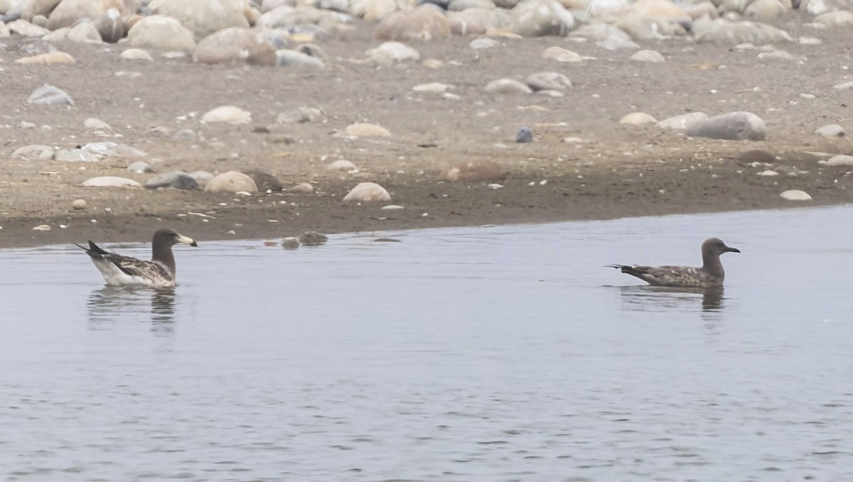 Kül Rengi Martı - ML646061547