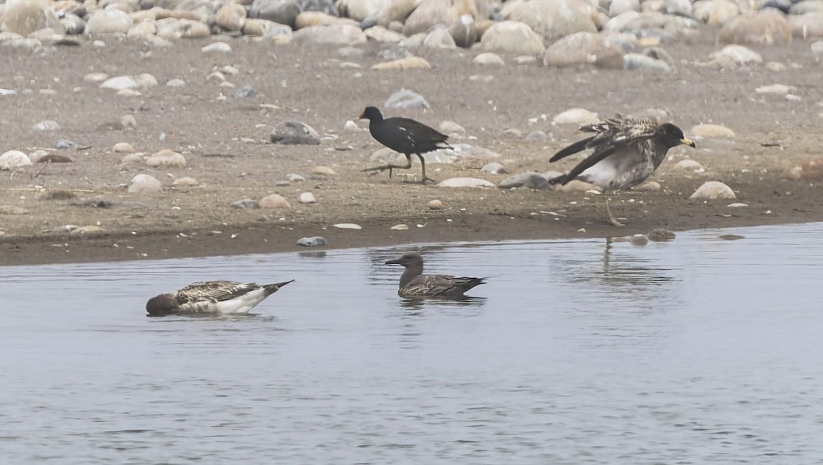 Kül Rengi Martı - ML646061548