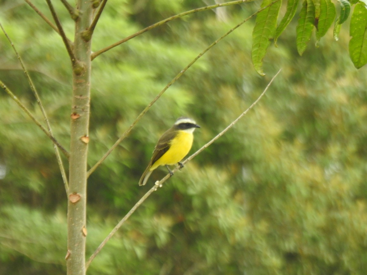 Красношапочный бентеви - ML646061549