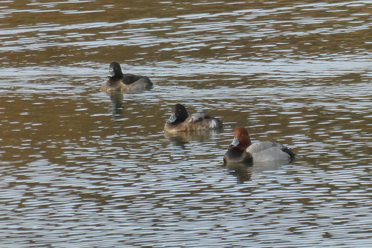 polák kaholka - ML646061551