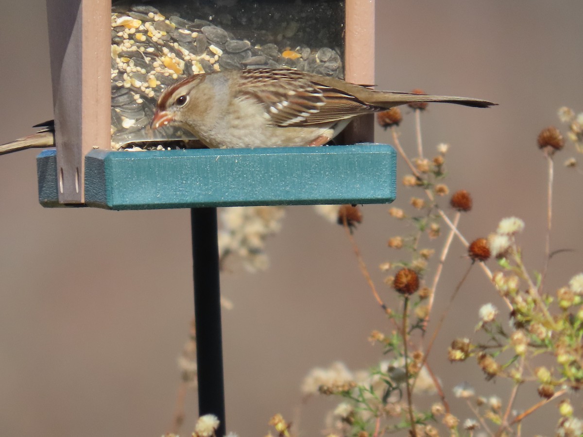 Бруант білобровий - ML646061553