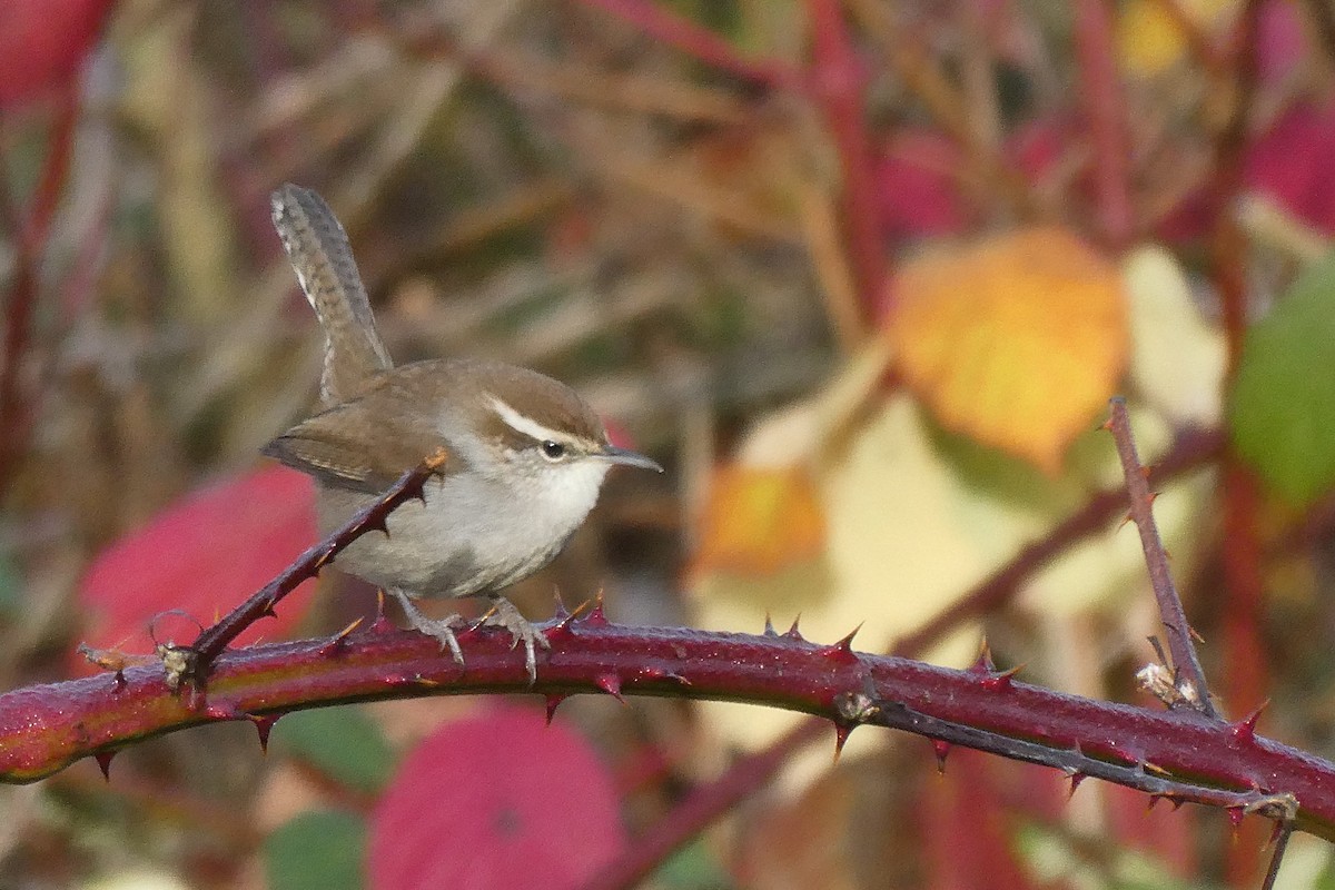 Bewick's Wren - ML646061554