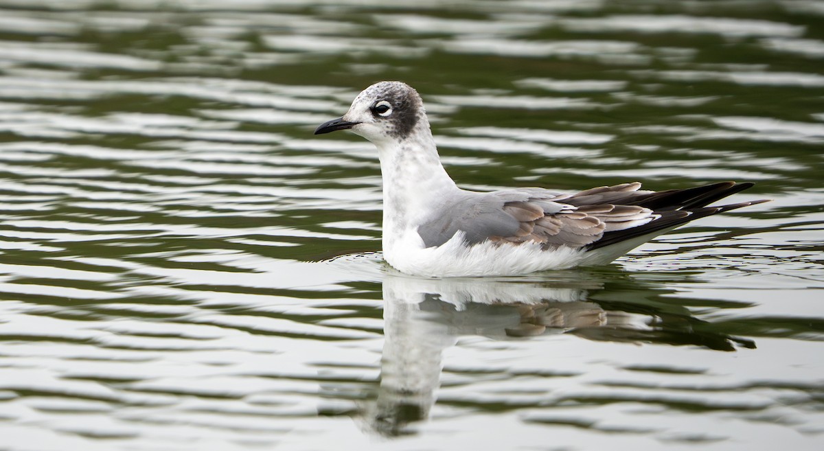 弗氏鷗 - ML646061555