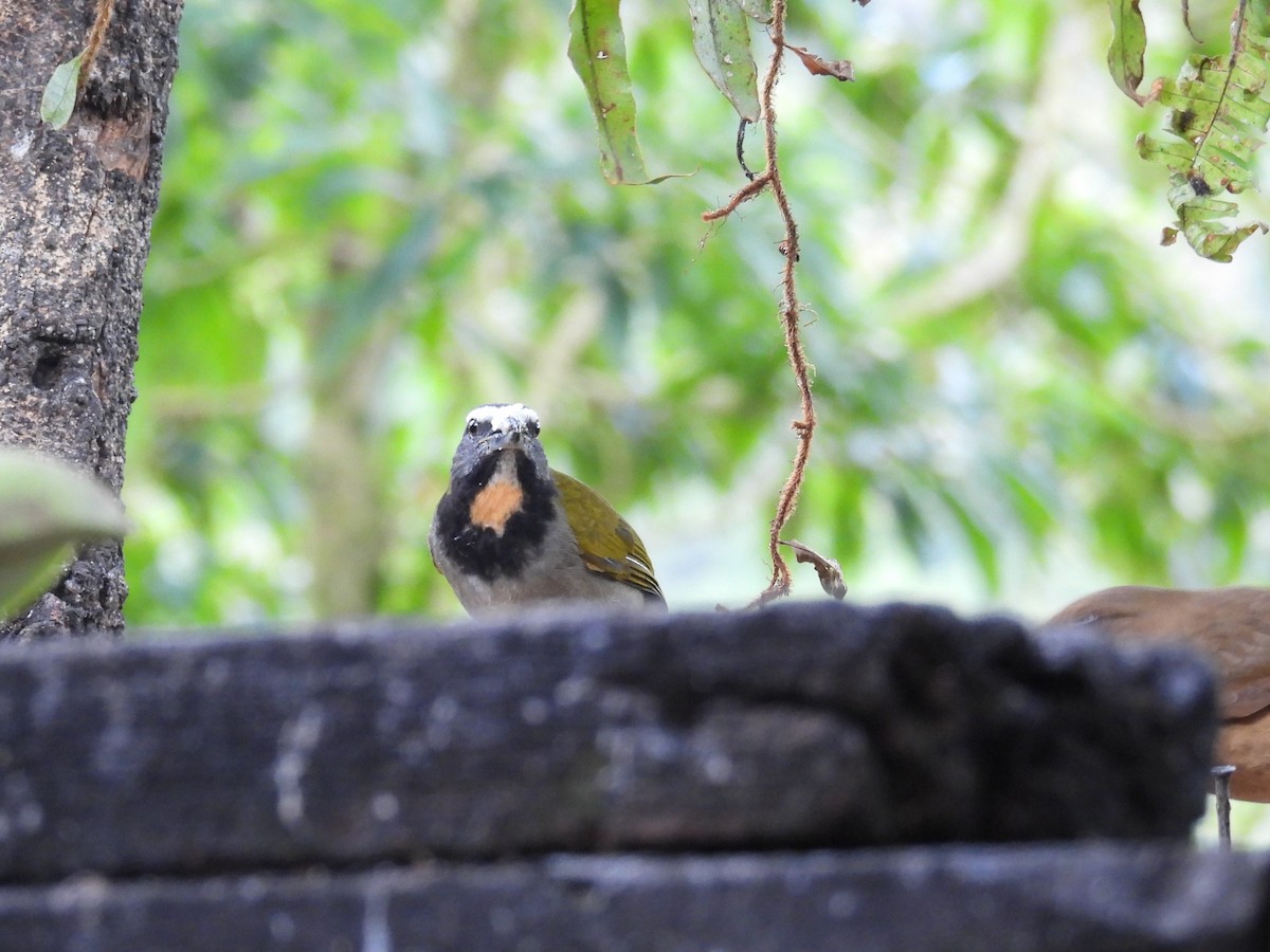 Buff-throated Saltator - ML646061556