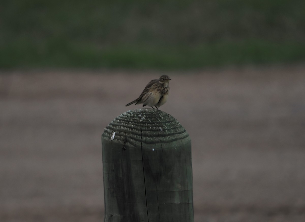 アメリカタヒバリ - ML646061558