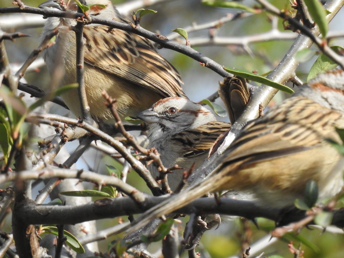 Streifenscheitelammer - ML646061562