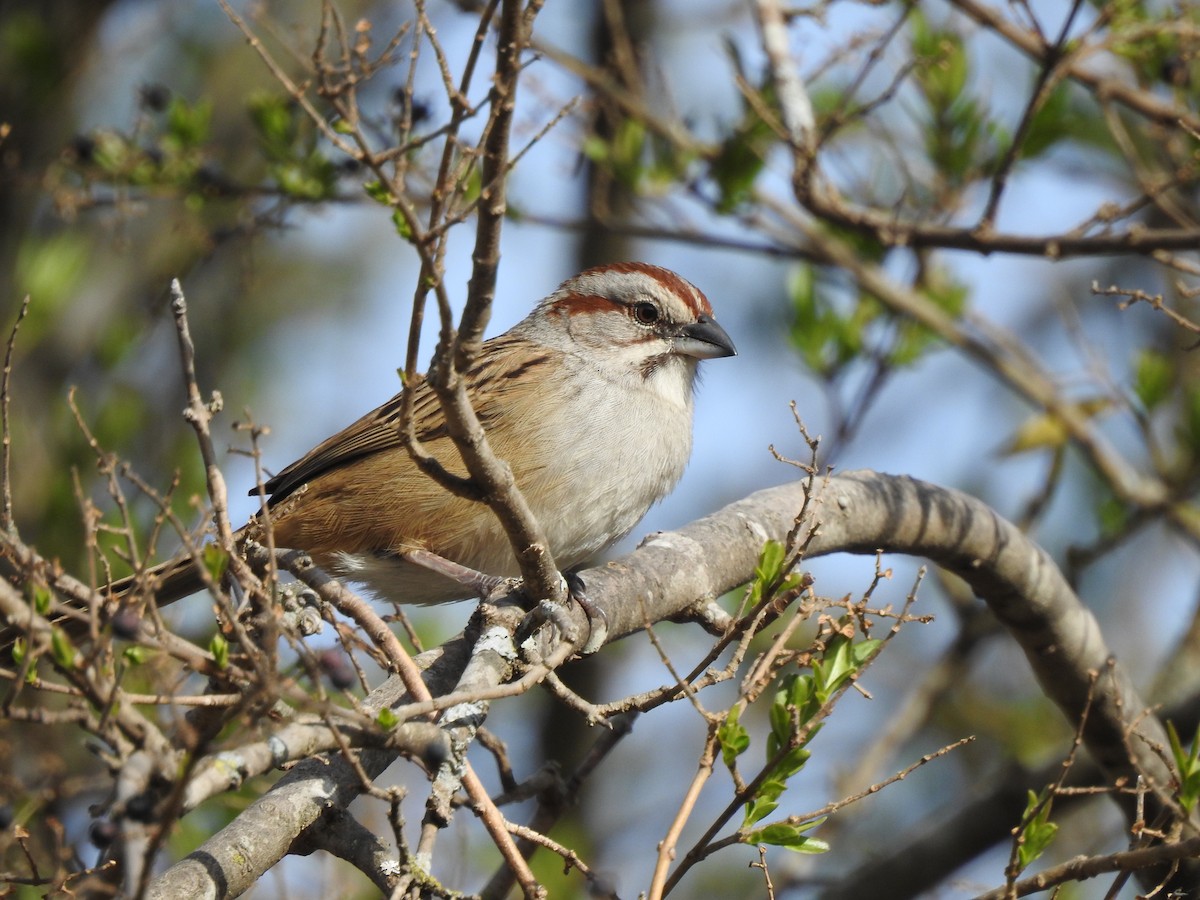 Streifenscheitelammer - ML646061563