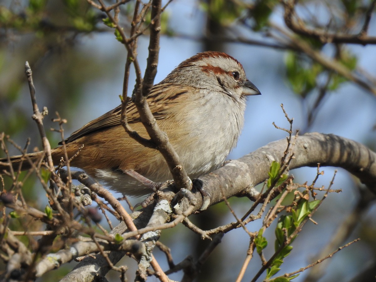 Streifenscheitelammer - ML646061564