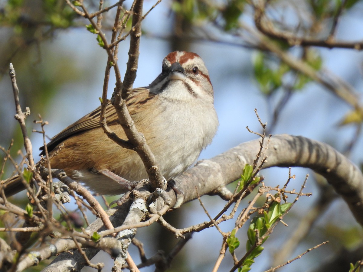 Streifenscheitelammer - ML646061565