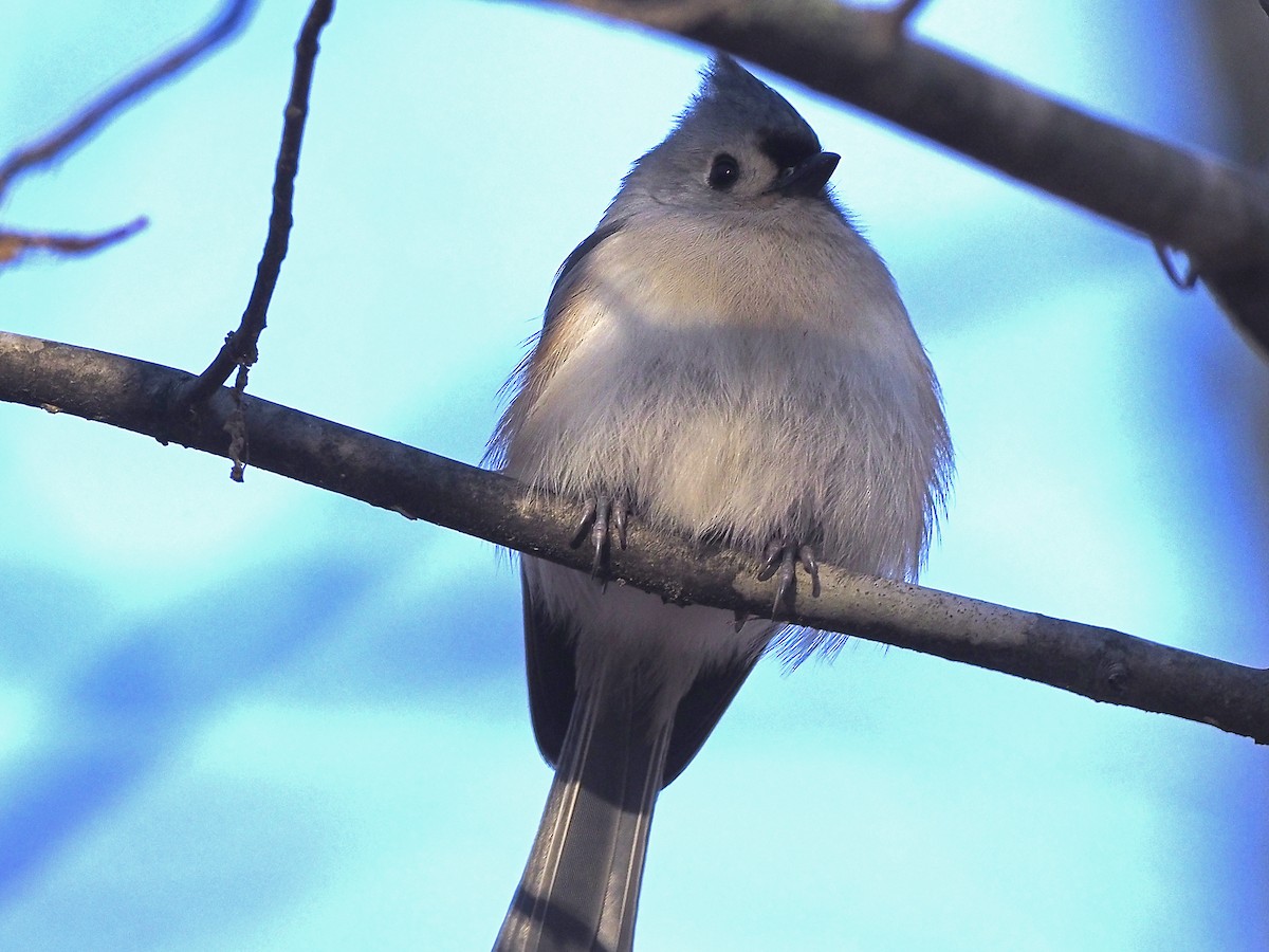 Tufted Titmouse - ML646061574