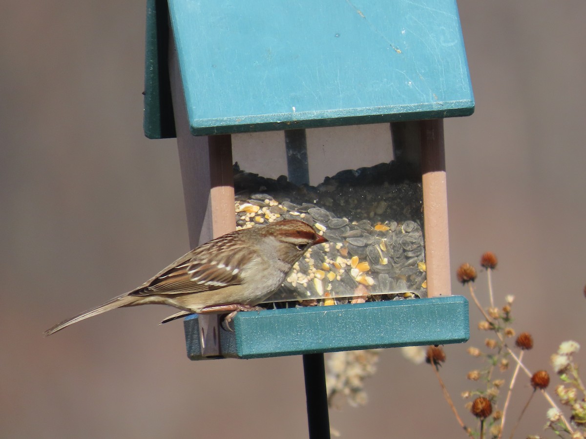 Бруант білобровий - ML646061575