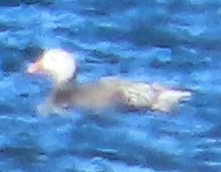 Snow Goose - ML646061577