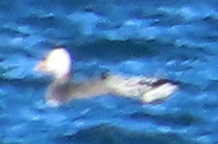 Snow Goose - ML646061578