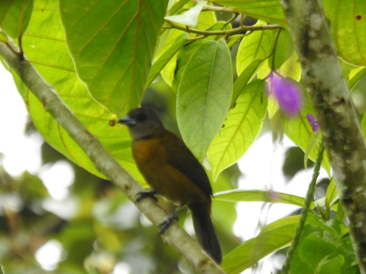 コシアカフウキンチョウ - ML646061600