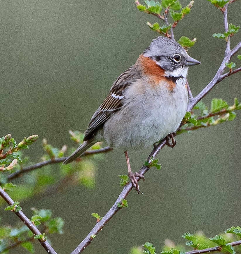 Kızıl Enseli Serçe (australis) - ML646061610