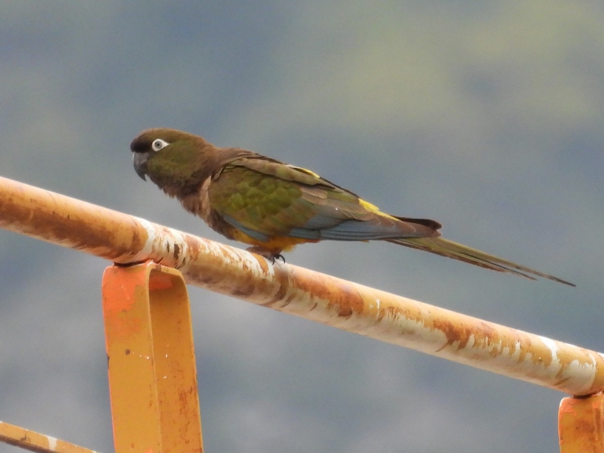 Burrowing Parakeet - ML646061613