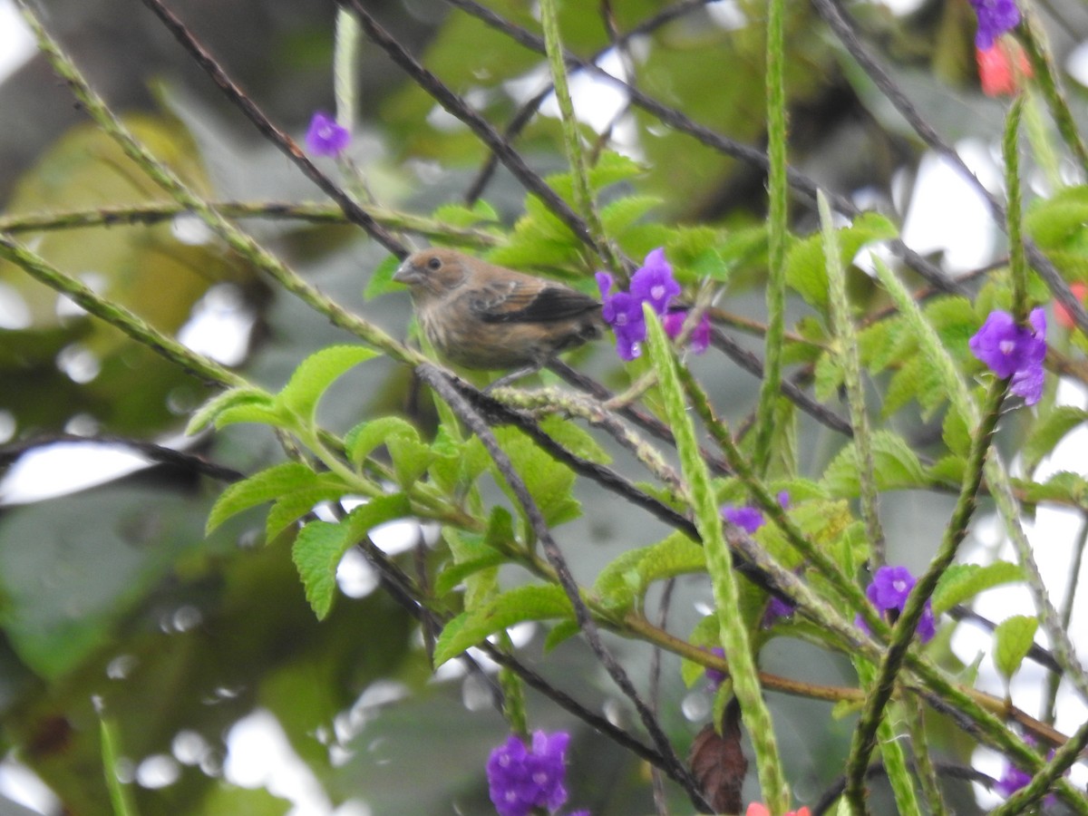 シコンヒワ - ML646061619