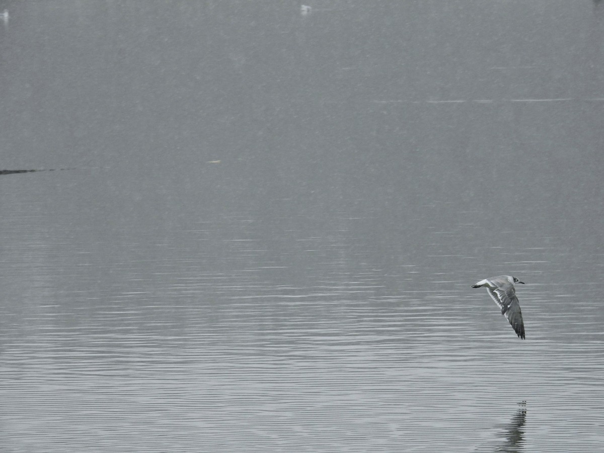 Franklin's Gull - ML646061620
