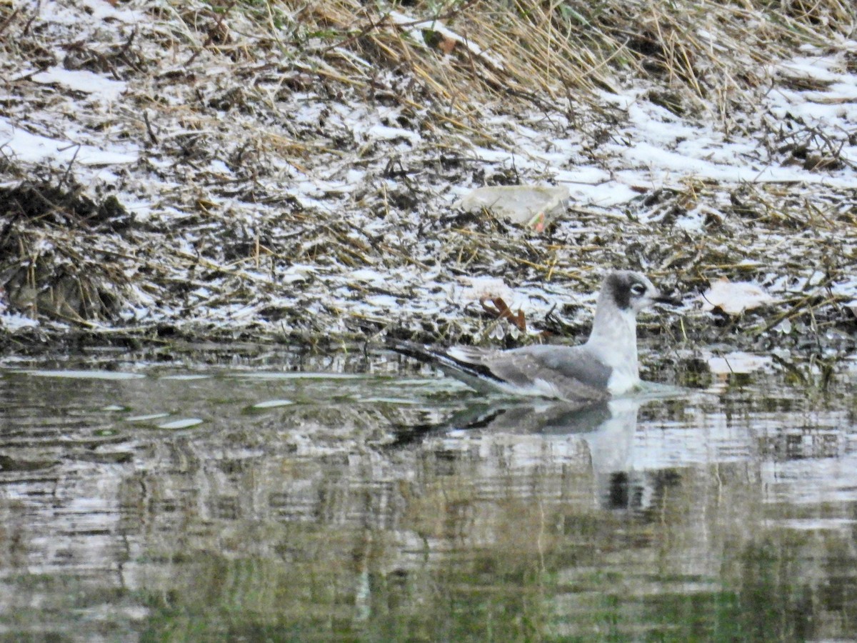 Franklin's Gull - ML646061621