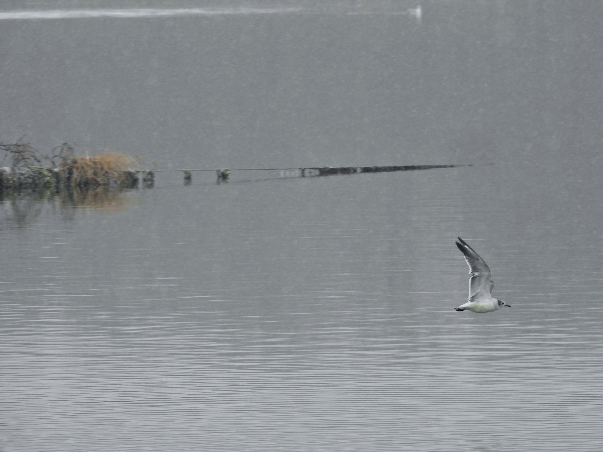 Franklin's Gull - ML646061622