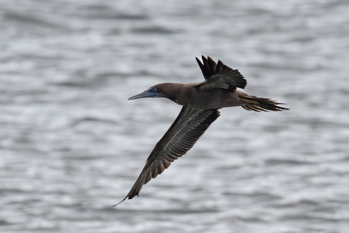 Brown Booby - ML646061637