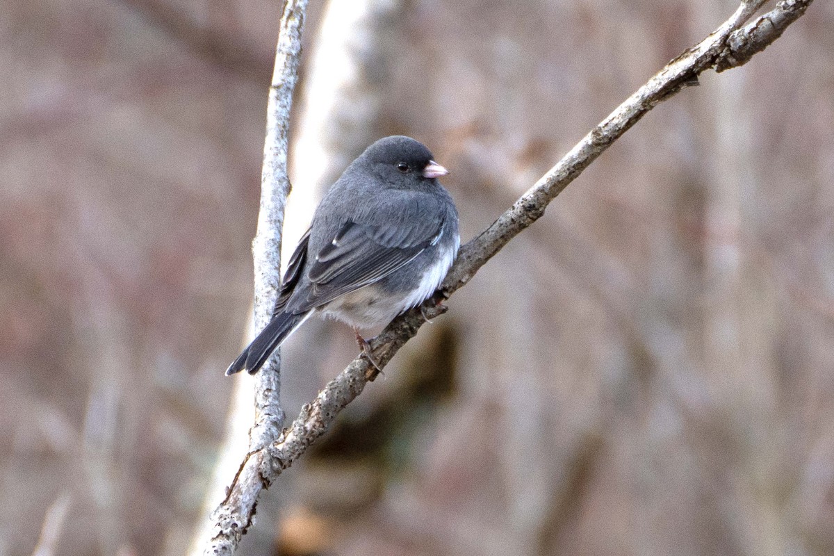 Dark-eyed Junco (Slate-colored) - ML646061638
