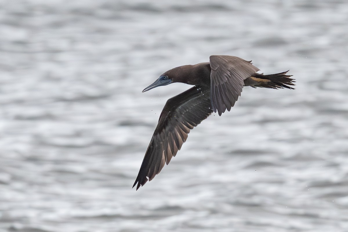 Brown Booby - ML646061643