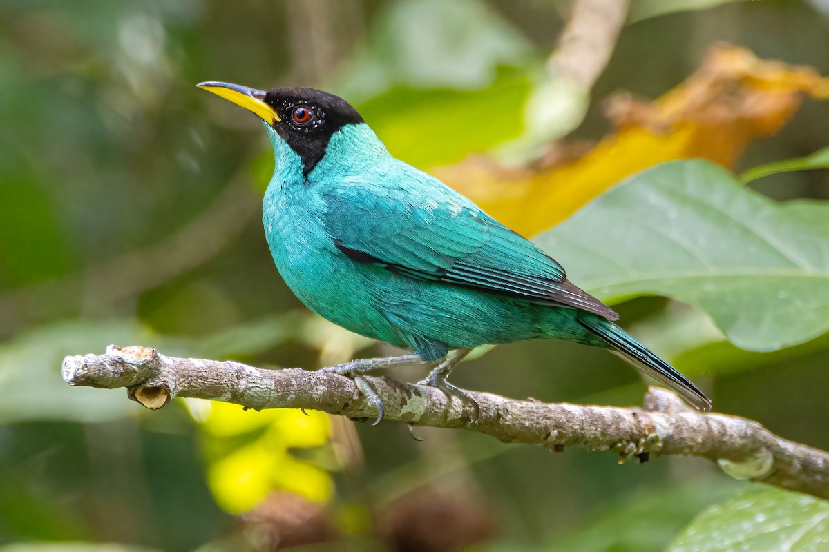 Tangara émeraude - ML646061653