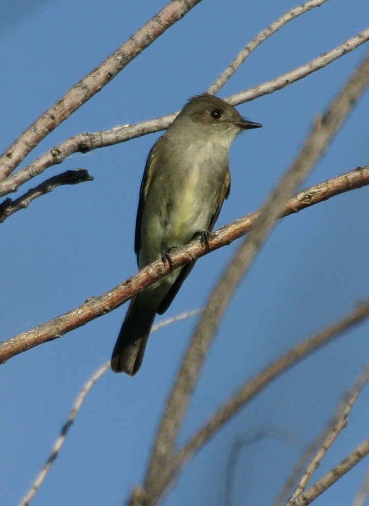 Blasskehl-Schnäppertyrann - ML646061657