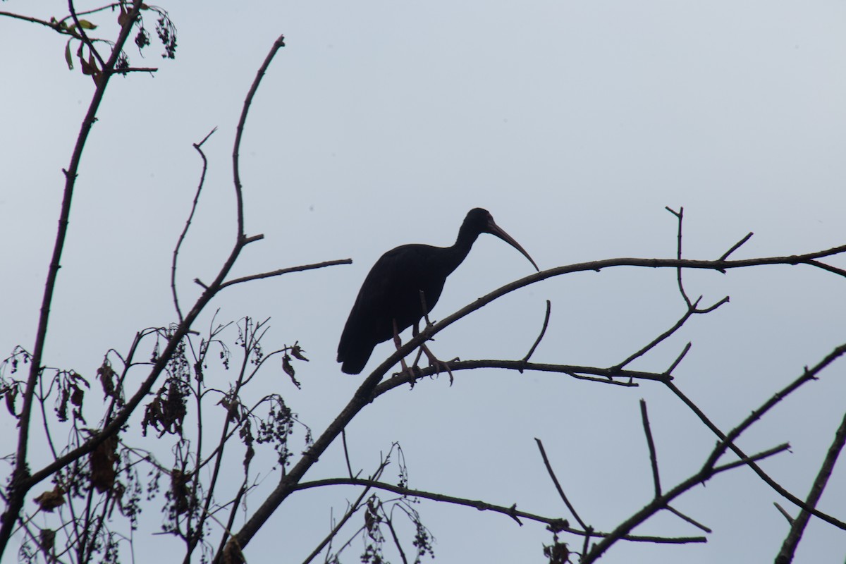 Bare-faced Ibis - ML646061658