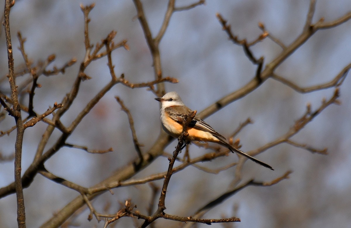 Scissor-tailed Flycatcher - ML646061662