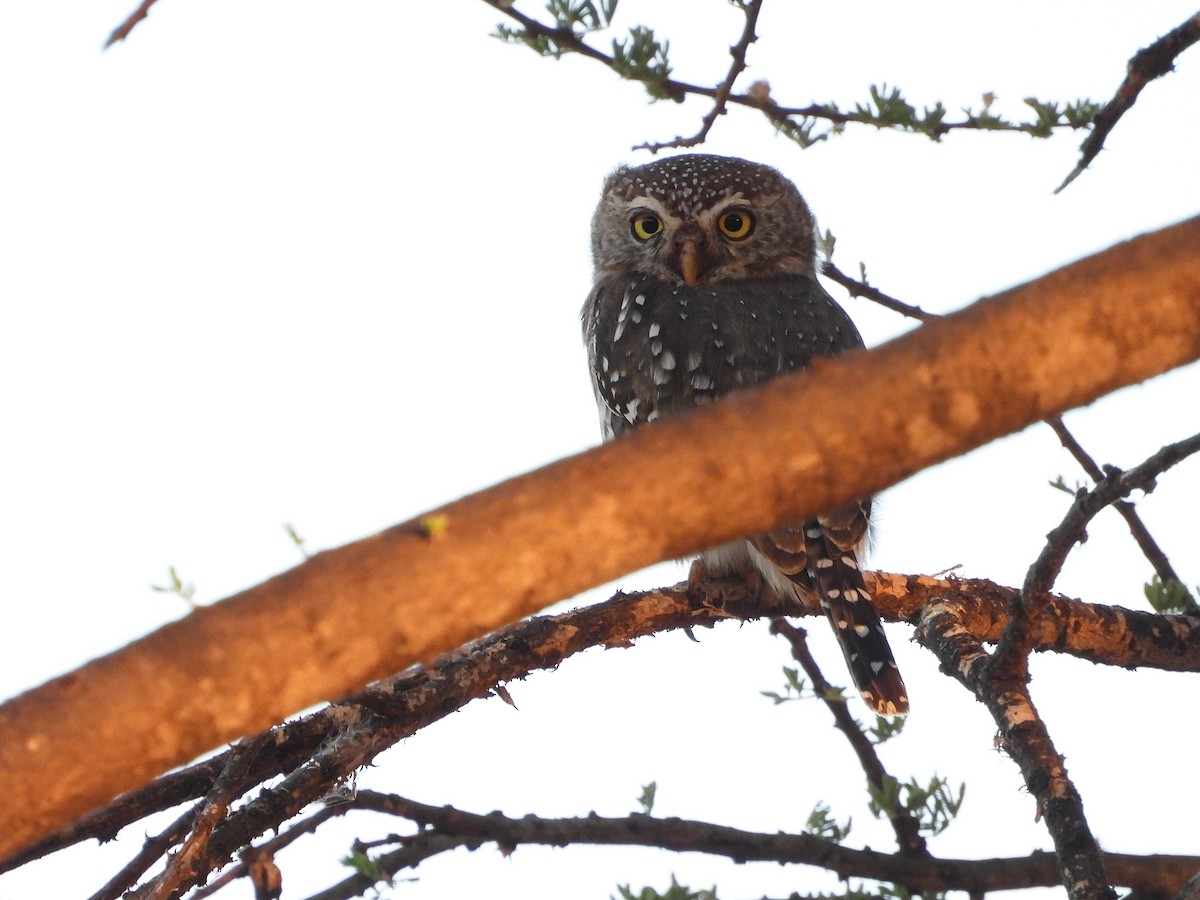 kulíšek perlový - ML646061663