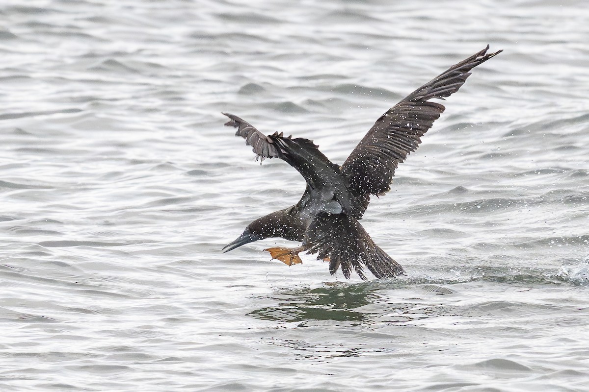 Brown Booby - ML646061664