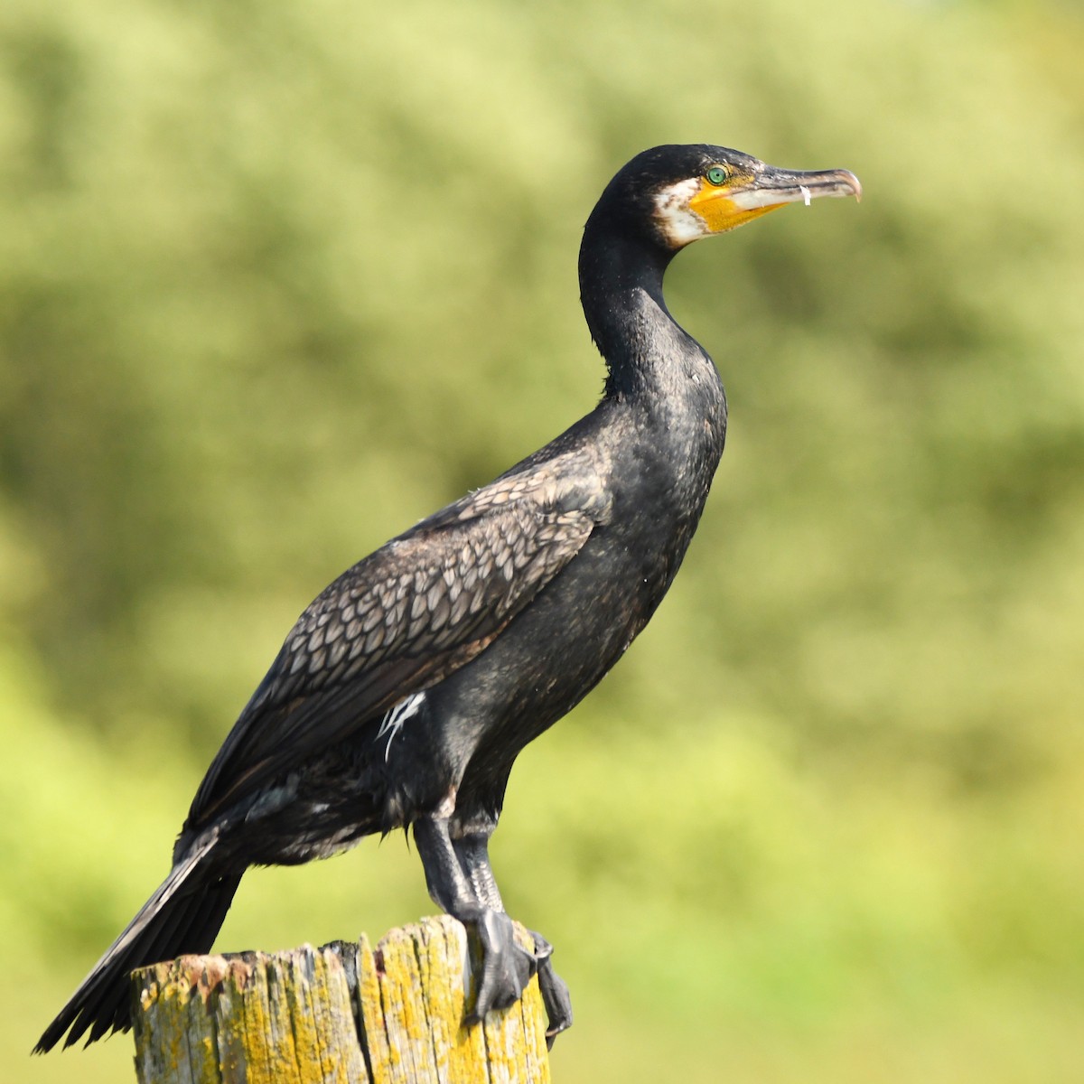 kormorán velký - ML646061668