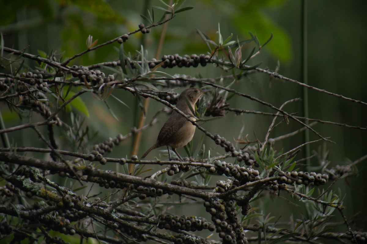 Southern House Wren - ML646061670