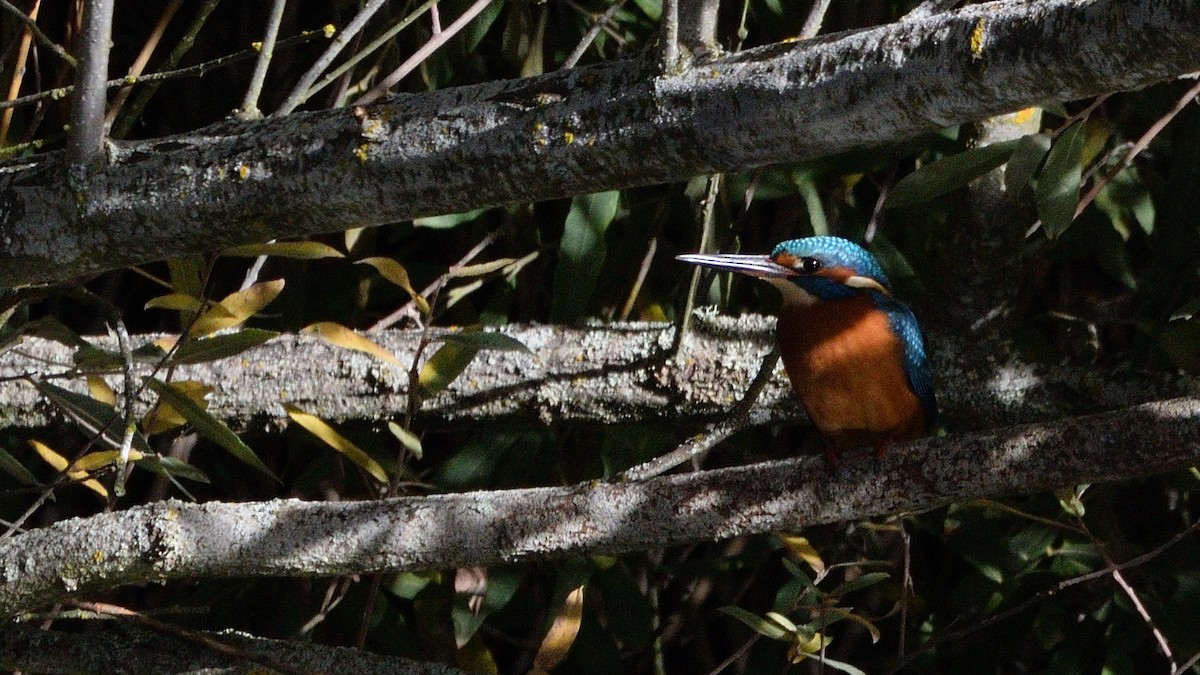 Common Kingfisher - ML646061671