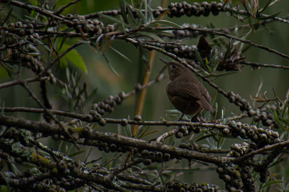 Southern House Wren - ML646061672