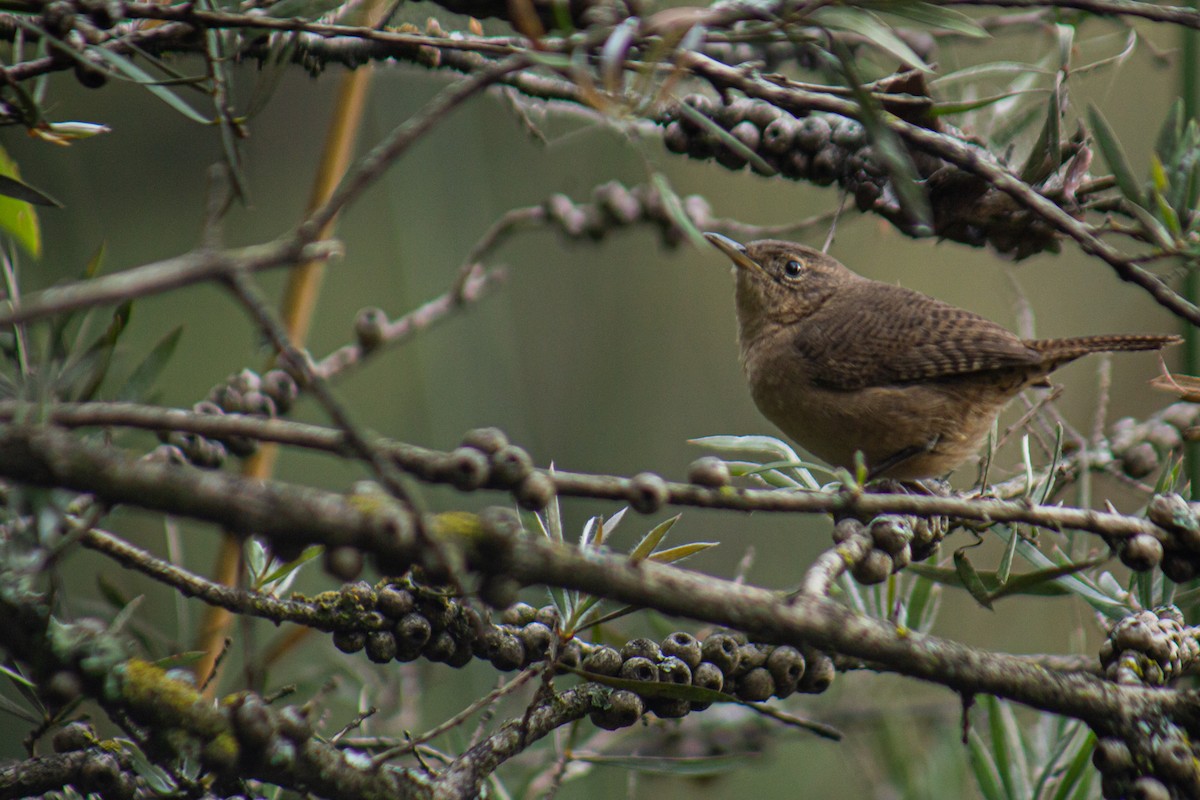 Southern House Wren - ML646061673