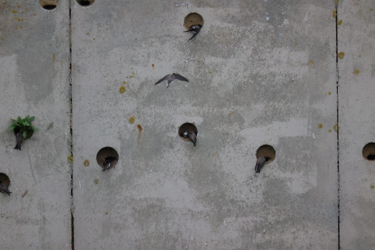 Береговушка - ML646061674