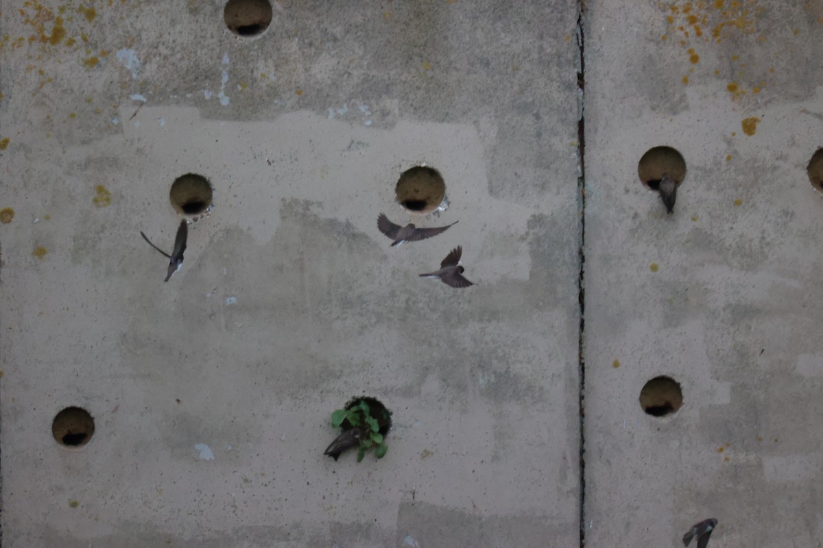 Береговушка - ML646061675