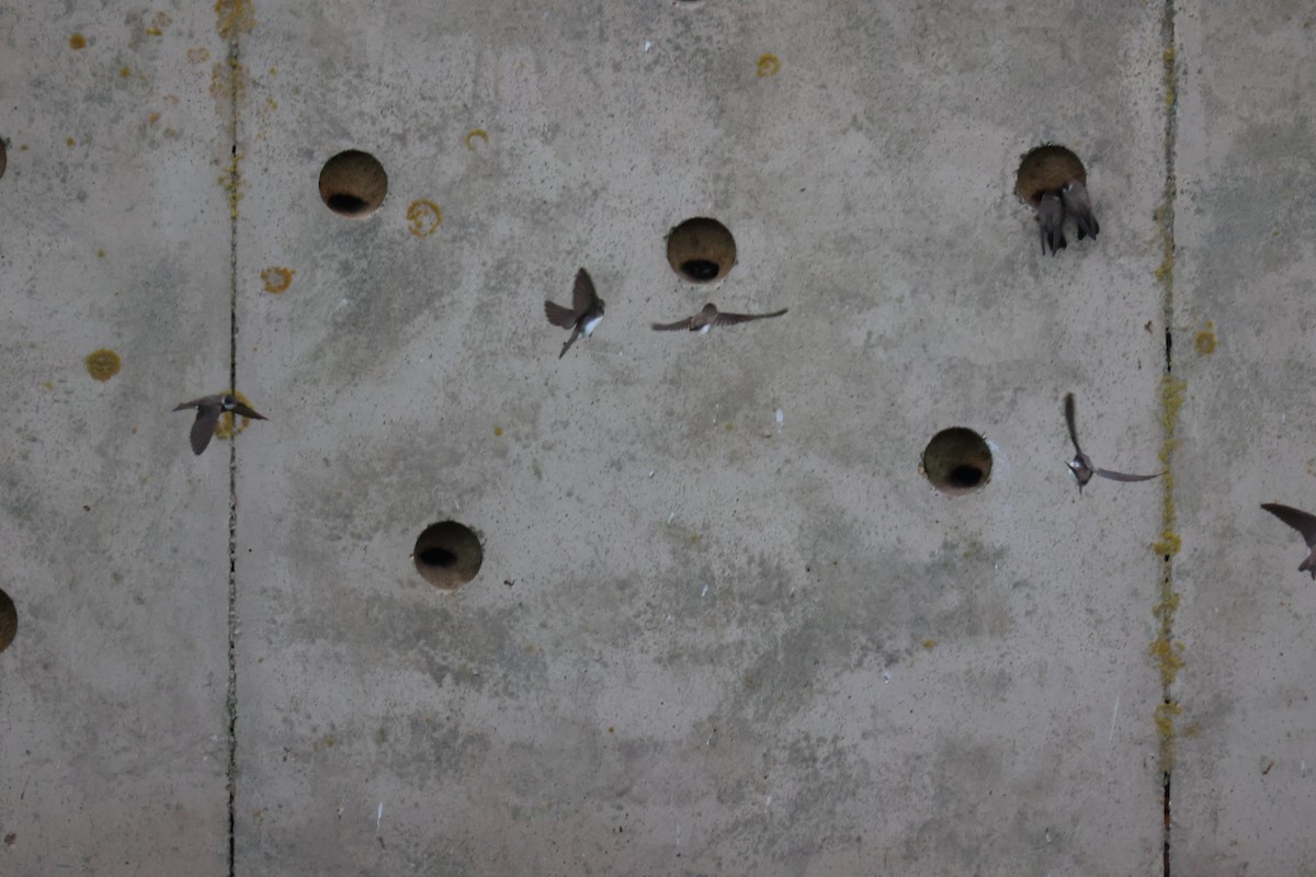 Береговушка - ML646061676