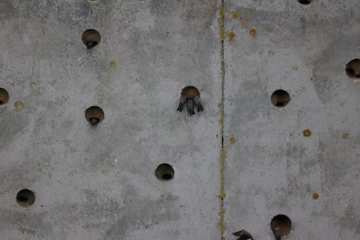 Береговушка - ML646061677