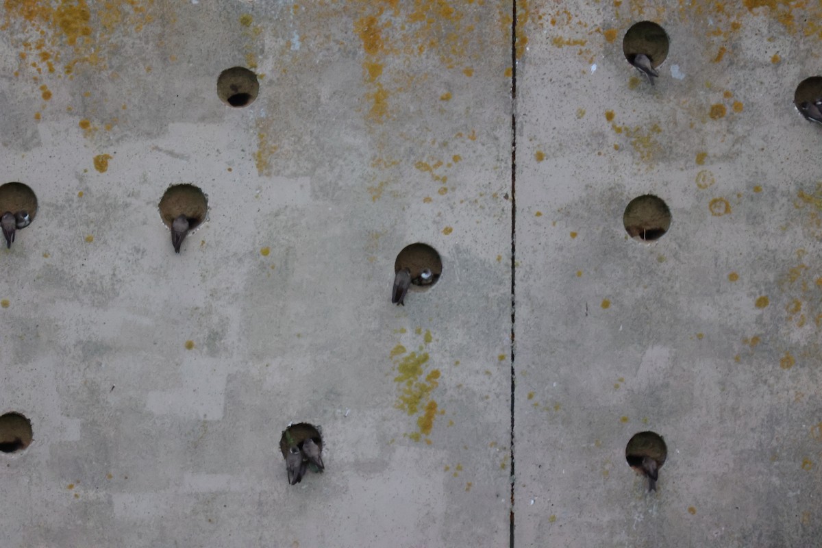 Береговушка - ML646061678