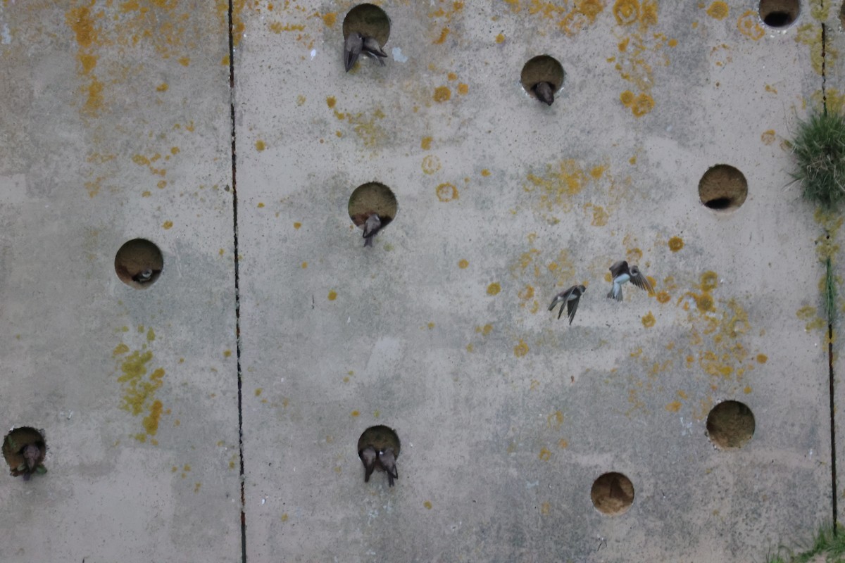 Береговушка - ML646061679