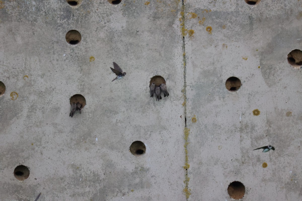 Береговушка - ML646061680