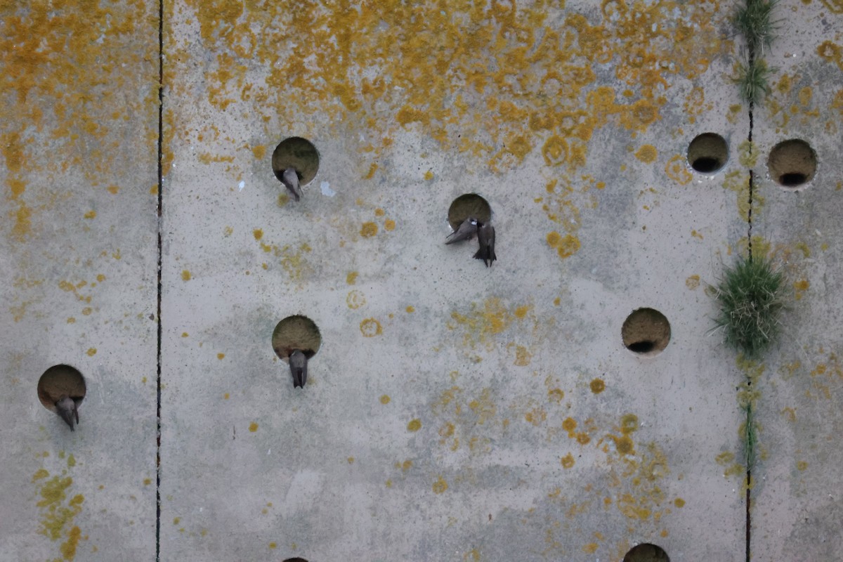 Береговушка - ML646061681