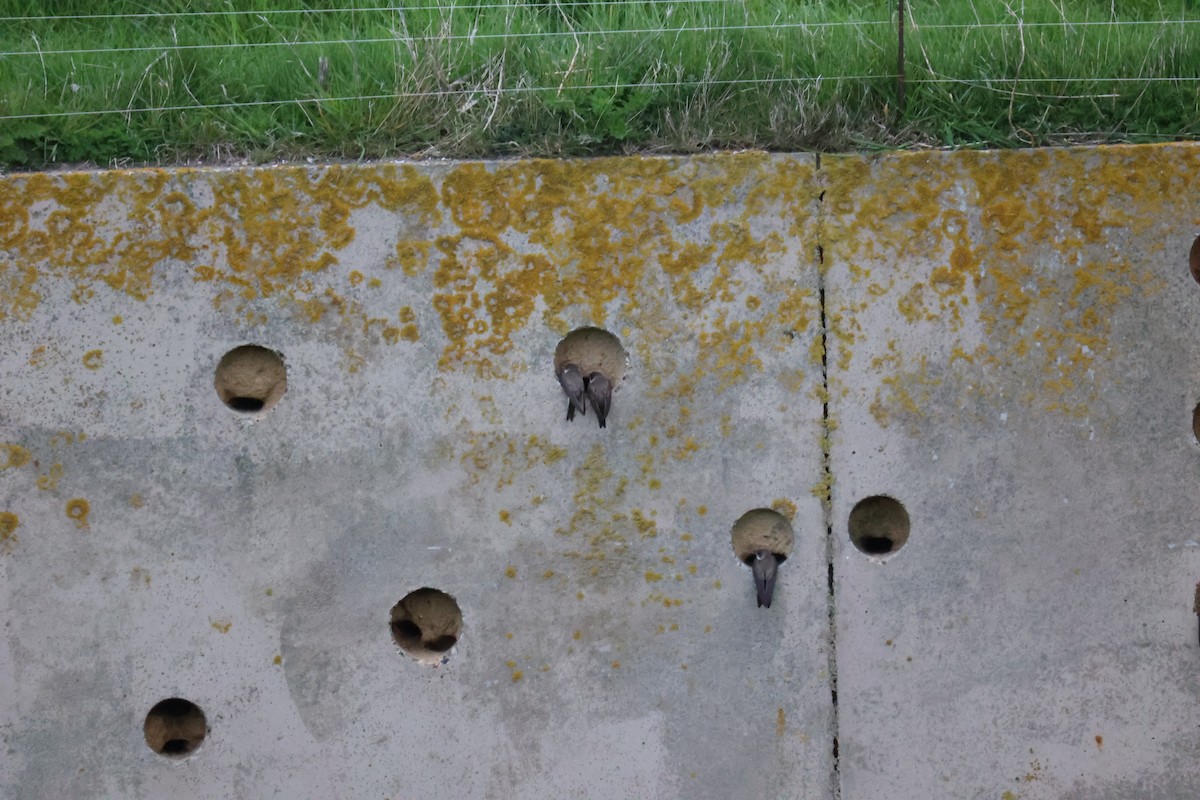 Береговушка - ML646061682